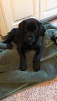 Labrador Retriever Screenshot 3