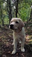 Labrador Retriever Plakat