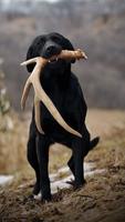 Labrador Retriever Screenshot 1