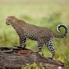 Leopard các hình nền biểu tượng