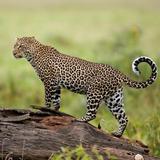 Leopard-Hintergründe