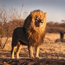 APK Sfondi Leone