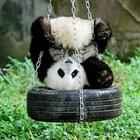Panda-achtergronden-icoon