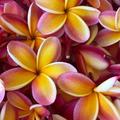 Papéis de parede de Plumeria