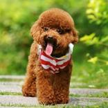 プードルの壁紙