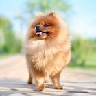 Pomeranian ওয়ালপেপার আইকন