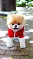 Pomeranian ওয়ালপেপার পোস্টার