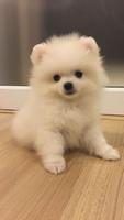 Pomeranian ওয়ালপেপার স্ক্রিনশট 1