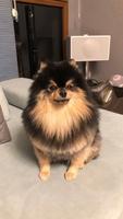Pomeranian ওয়ালপেপার স্ক্রিনশট 2