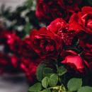 APK Sfondi di rose