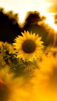 Sunflower Wallpapers screenshot 3