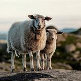 Sfondi di pecore
