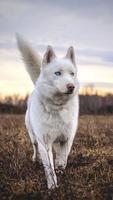 Husky Sibérien Affiche