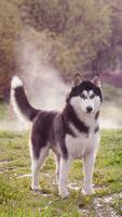 西伯利亚雪橇犬 截图 1