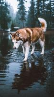 Husky Sibérien capture d'écran 2