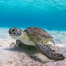 Turtle Wallpapers APK