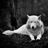 Wolf Achtergronden