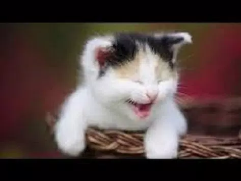 Descarga de APK de Videos de gatos graciosos para Android