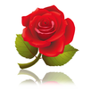 Gallery APK
