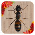 Ant Smasher