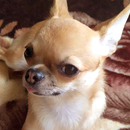Dog's name generator | Name for your puppy APK