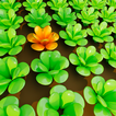 ASMR Crops icon