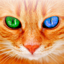 APK Gatto traduttore - Gatto suoni