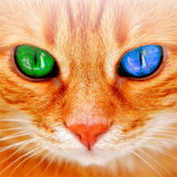 Переводчик на кошачий язык APK