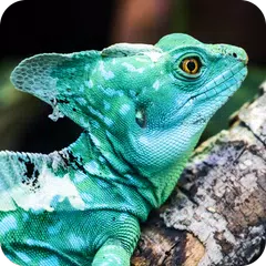 Wild & Exotic Animal Wallpaper APK for Android – Download Wild & Exotic Animal Wallpaper APK Latest Version from Wild & Exotic Animal Wallpaper APK for Android – Download Wild & Exotic Animal Wallpaper APK Latest Version from