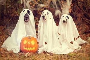 Ghost Stories پوسٹر