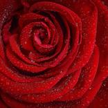 Animated Flowers & Advice