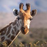 Giraffe Wallpapers