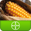 ”Καλαμπόκι Bayer CropScience