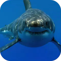 White Shark HD Video Wallpaper APK download