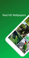 Green Backgrounds poster