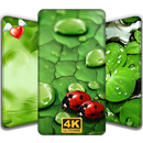 Green Wallpaper- Best Ringtone Sound Free 4K photo APK