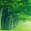”Green Nature HD Wallpaper