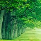 Green Nature HD Wallpaper أيقونة