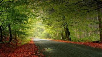 Green Nature HD Wallpaper Cartaz
