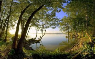 Green Nature HD Wallpaper imagem de tela 1