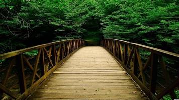 Green Nature HD Wallpaper imagem de tela 3