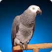 ”Grey Parrot Live Wallpaper