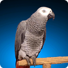 Grey Parrot Live Wallpaper أيقونة