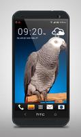 Grey Parrot Live Wallpaper Plakat