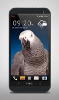 Grey Parrot Live Wallpaper اسکرین شاٹ 1