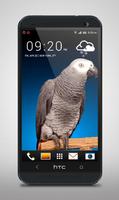 Grey Parrot Live Wallpaper captura de pantalla 2