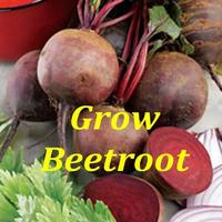 Vegetable Growing poster