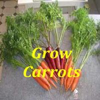 Grow Vegetables اسکرین شاٹ 1