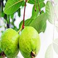 Guava
