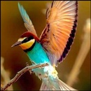 Best Kolibri Bird Wallpaper APK